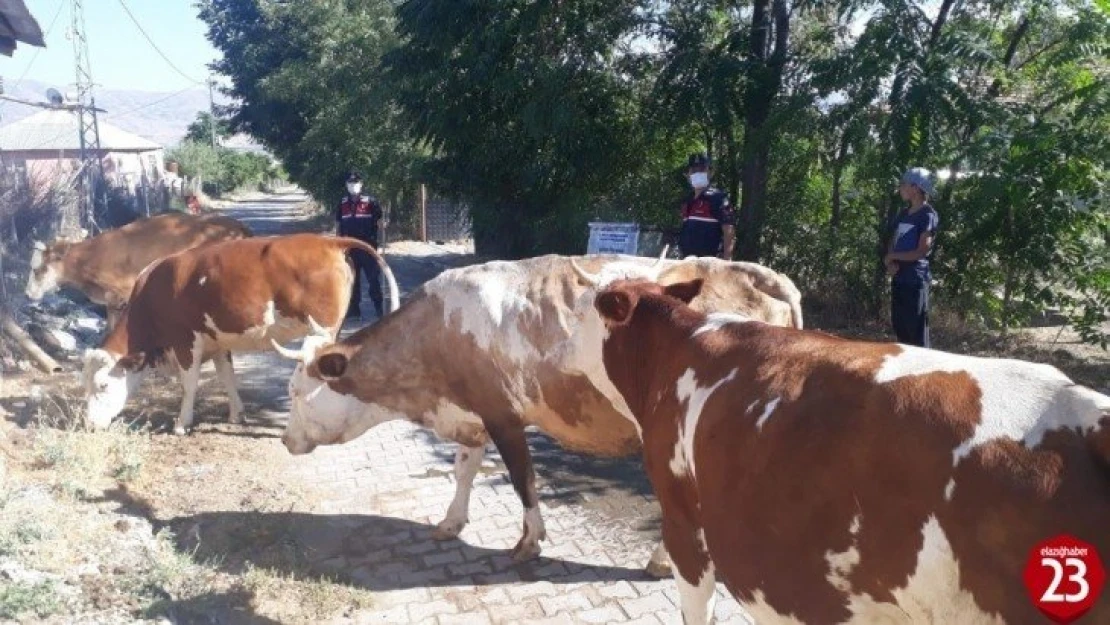 Elazığ'da kayıp  hayvanları jandarma drone ile buldu