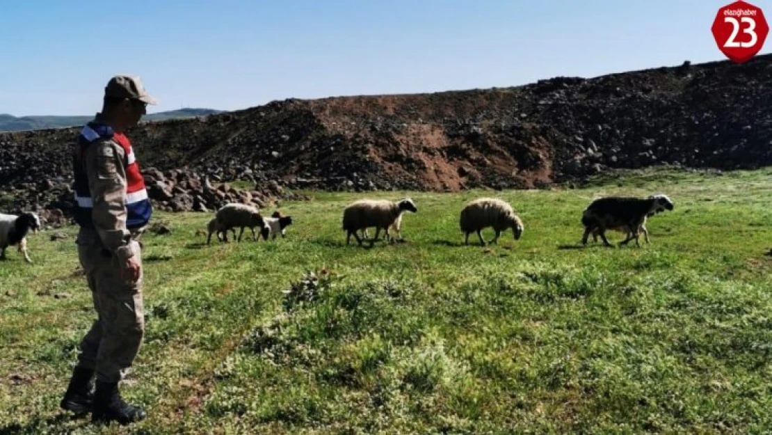 Elazığ'da kayıp koyunlar 9 saat sonra bulundu