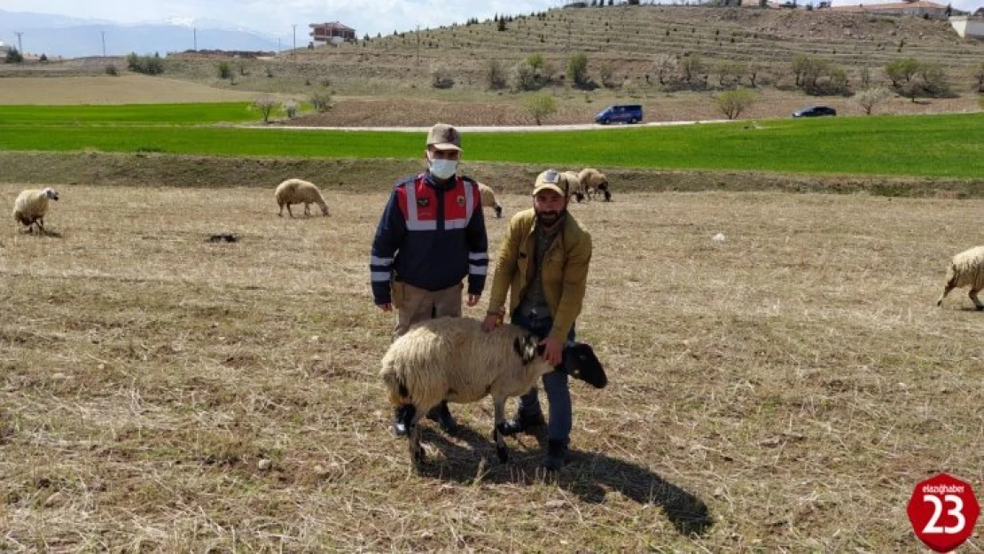 Elazığ'da kayıp koyunlar jandarma tarafından bulundu