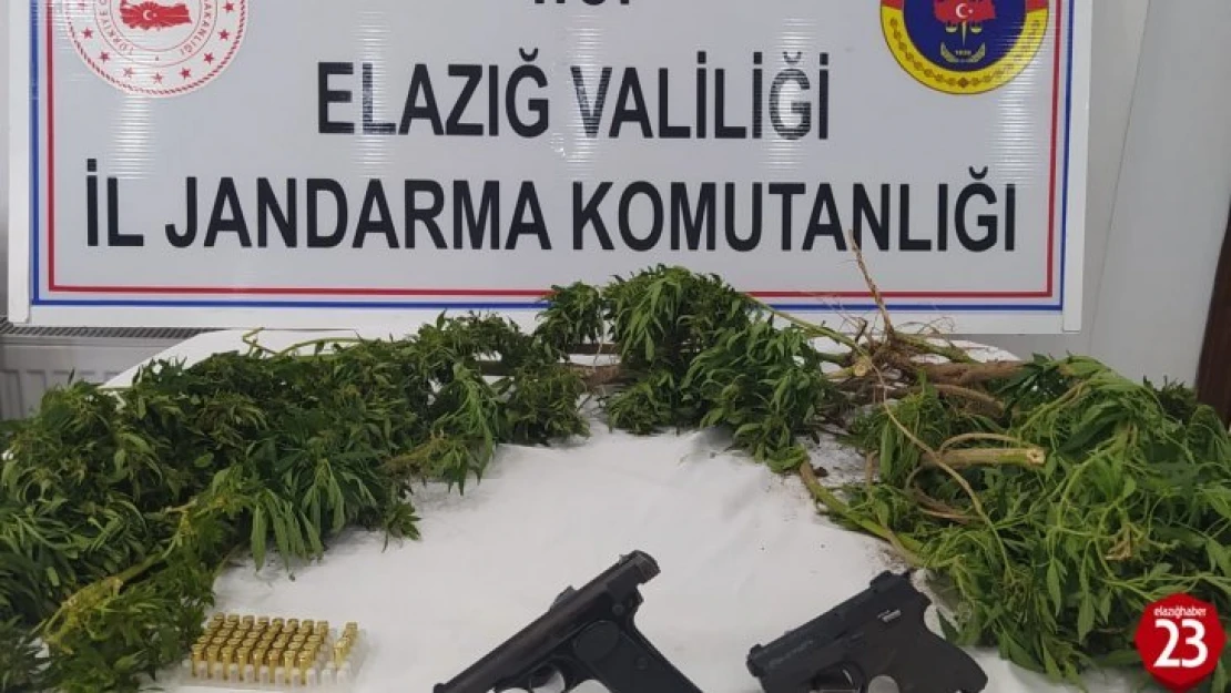 Elazığ'da kenevir eken şüpheli yakalandı