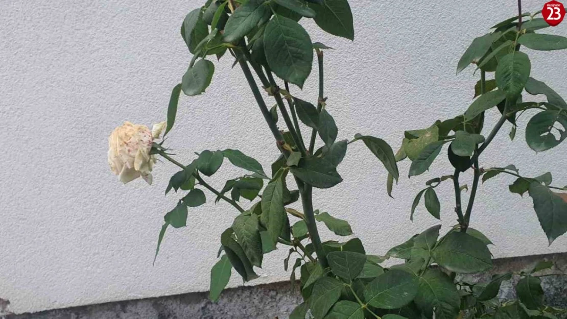 Elazığ'ın Palu İlçesinde Kış Ayında Gül Ağacı Çiçek Açıverdi