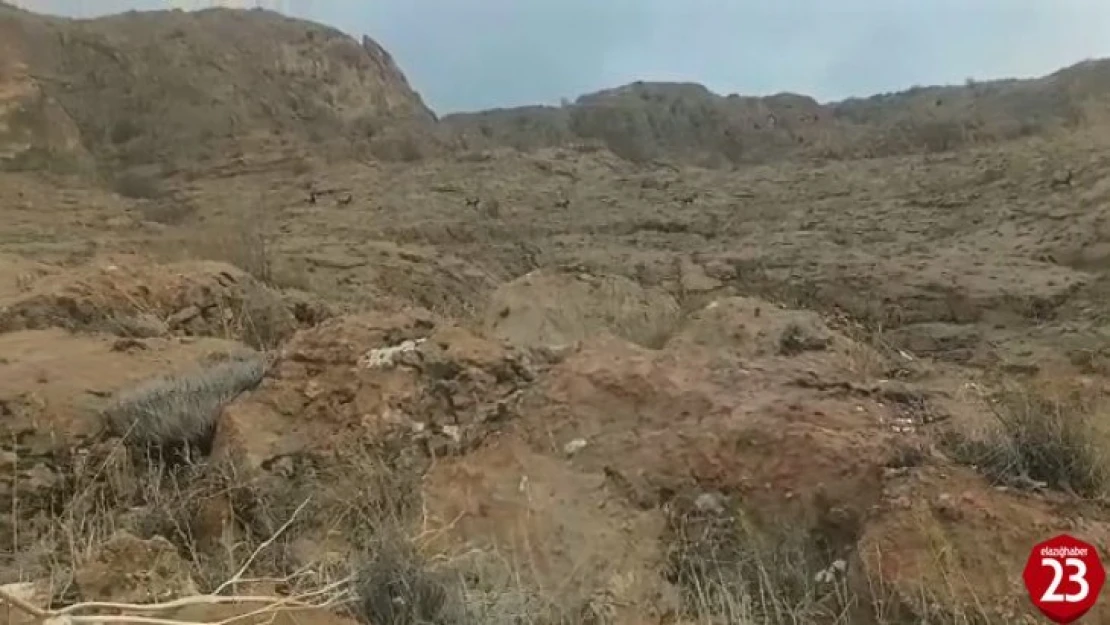 Elazığ'da koruma altındaki dağ keçileri sürü halinde görüntülendi