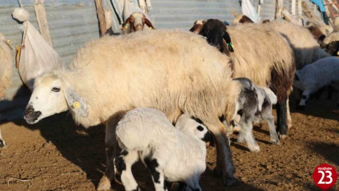 Elazığ'da koyun ve kuzuların renkli buluşması