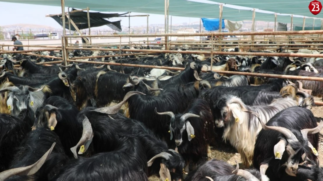 Elazığ Belediyesi Kurban Satış ve Kesim Alanını Açıkladı