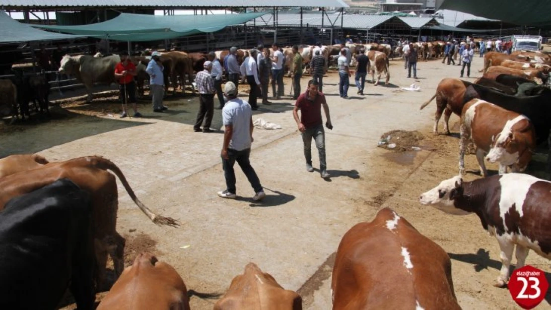 Elazığ'da Kurbanlık Satışları Arefe Gününde Yoğunluk Oluşturdu