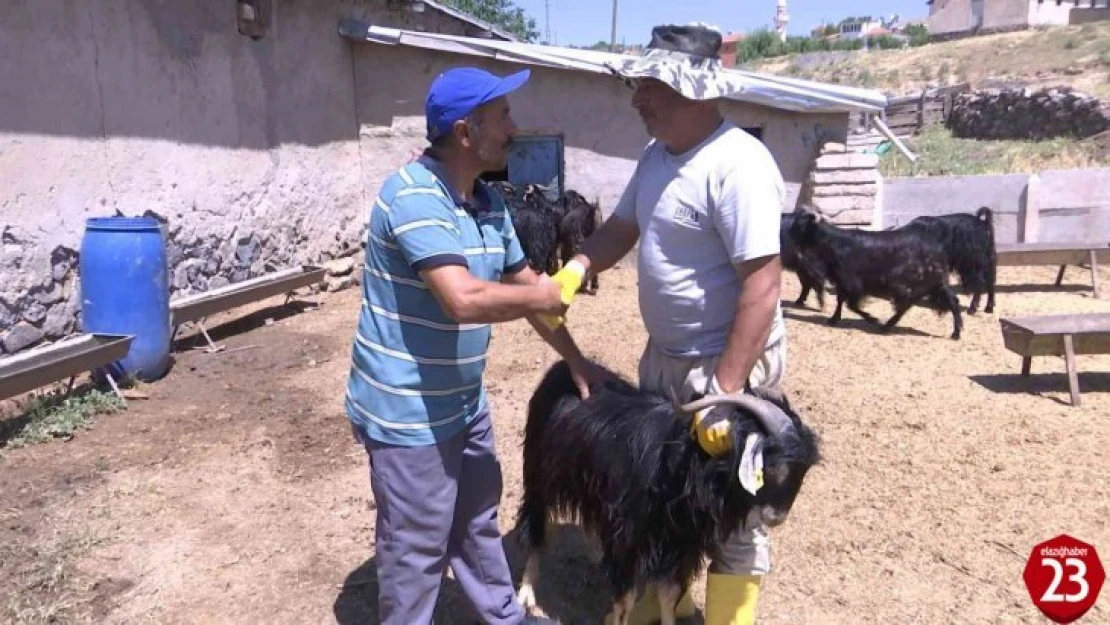 Elazığ'da Kurbanlıklar Görücüye Çıktı, Fiyatlar 2 Bin 500 Liradan Başlıyor