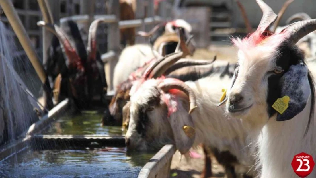 Elazığ'da Kurbanlıklar Pazara İndi, İşte Fiyatlar