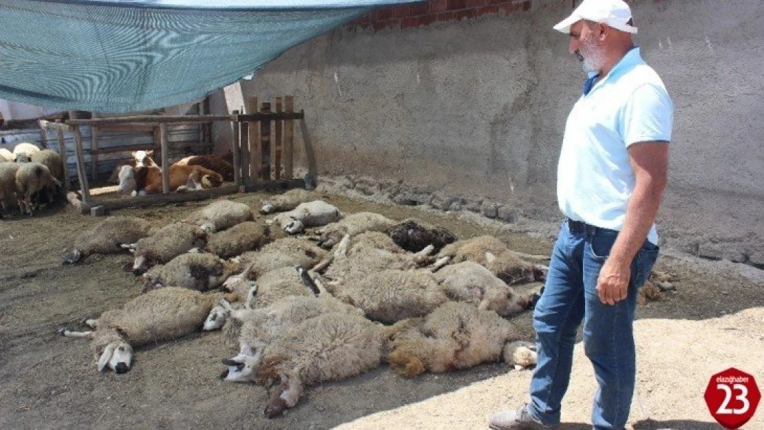 Elazığ'da kurtlar mahalleye indi, 22 koyunu telef etti