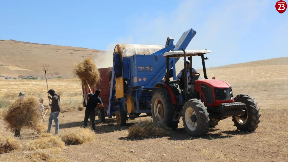 Elazığ'da Mercimek Hasadı Başladı: TAKE Projesiyle 2.574 Ton Rekolte Bekleniyor