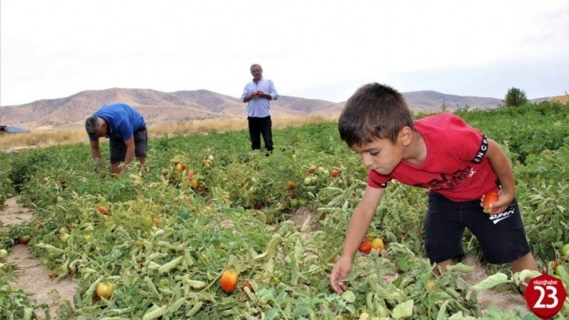 Elazığ'da, müşteriler tarlada kendi sebzesini toplayarak satın alıyor