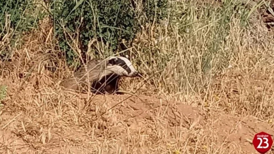 Elazığ'da oklu kirpi görüntülendi