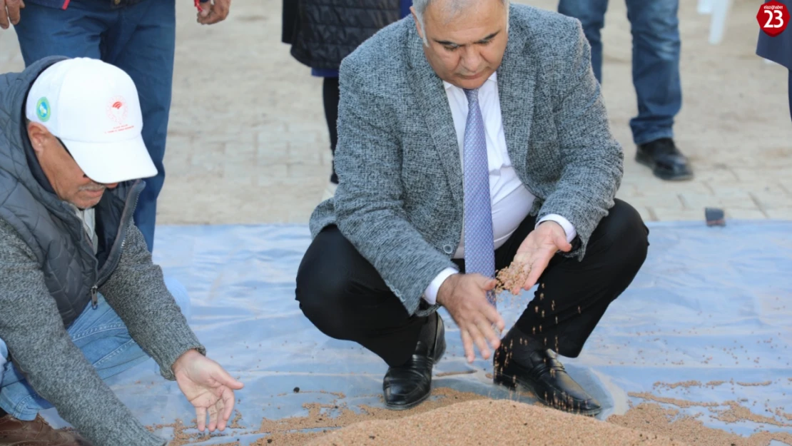 Elazığ'da Organik Mercimek Üretiminde Artış: Yeni Proje Verimi Yüzde 60 Artırdı