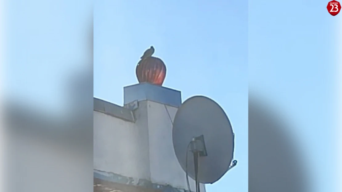 Elazığ'da Rüzgar Gülüne Konan Kuş Görenleri Güldürdü