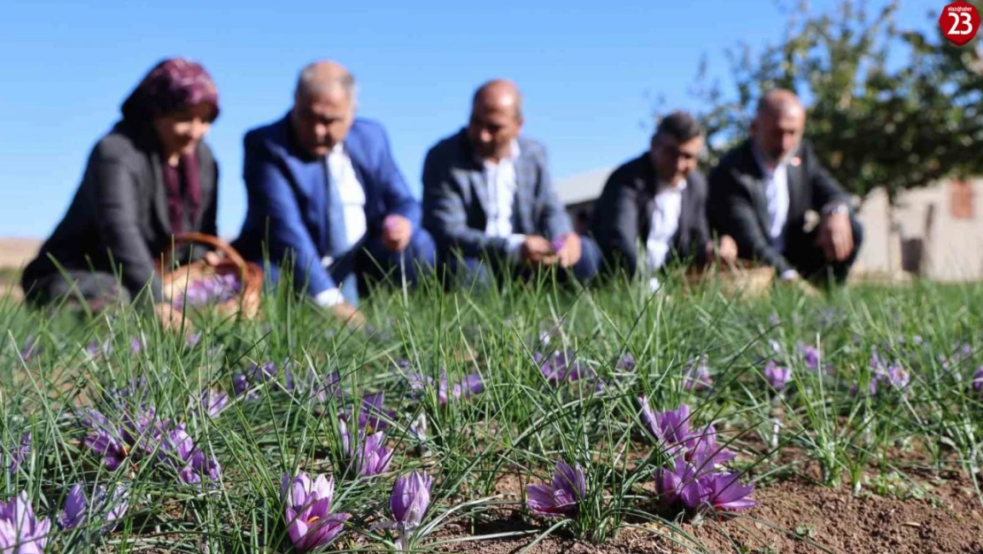 Yarımca'da Altın Değerinde Hasat