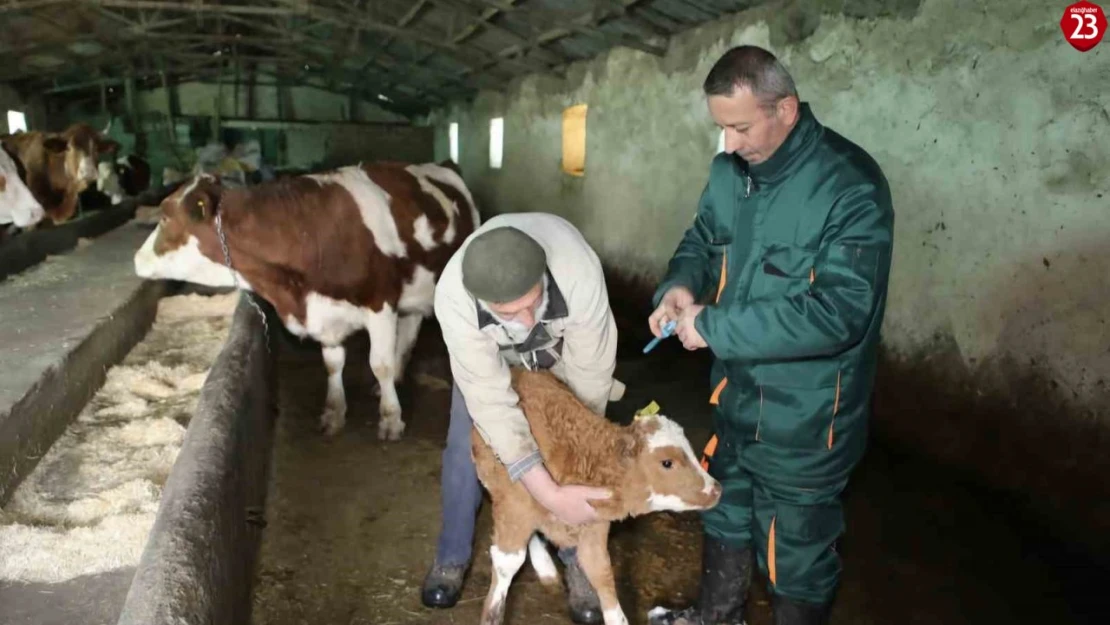 Elazığ'da Şap Hastalığı Kabusu Sona Erdi: 3 İlçede Karantina Kaldırıldı