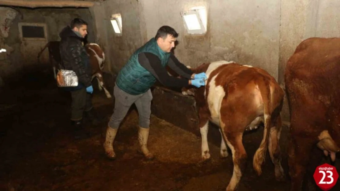 Elazığ'da şap hastalığına karşı aşılama çalışmaları devam ediyor