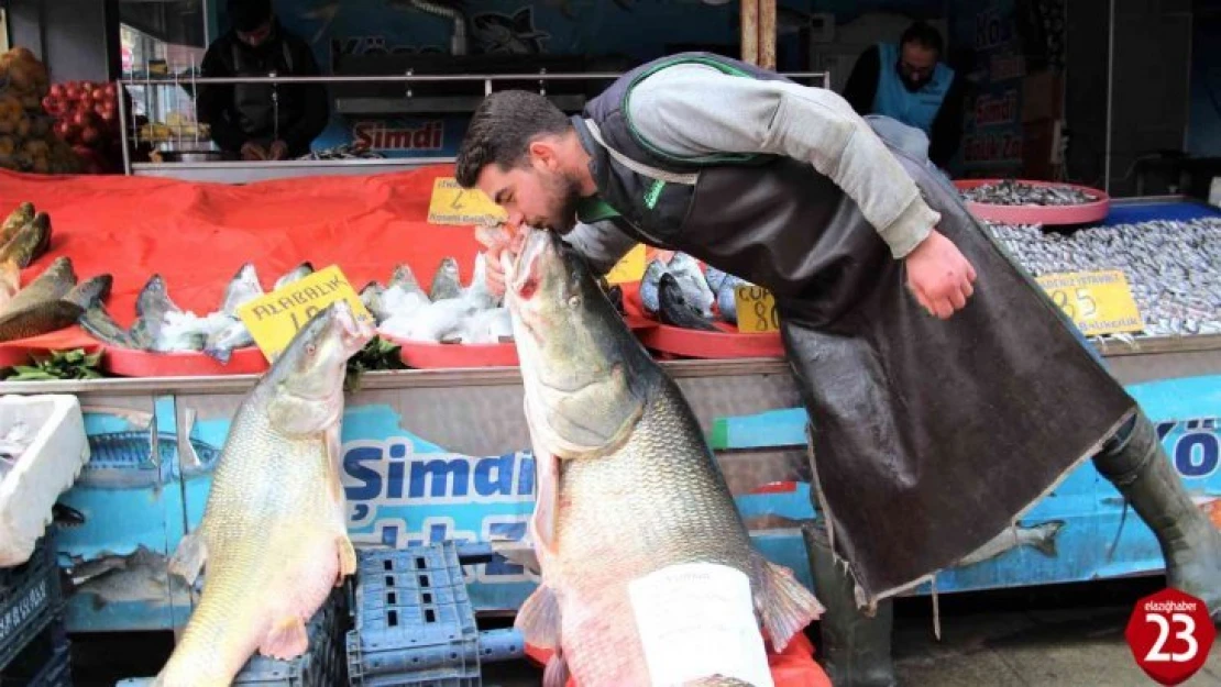 Elazığ'da sezonun son dev turna balığı yakalandı: Tam 103 kilogram