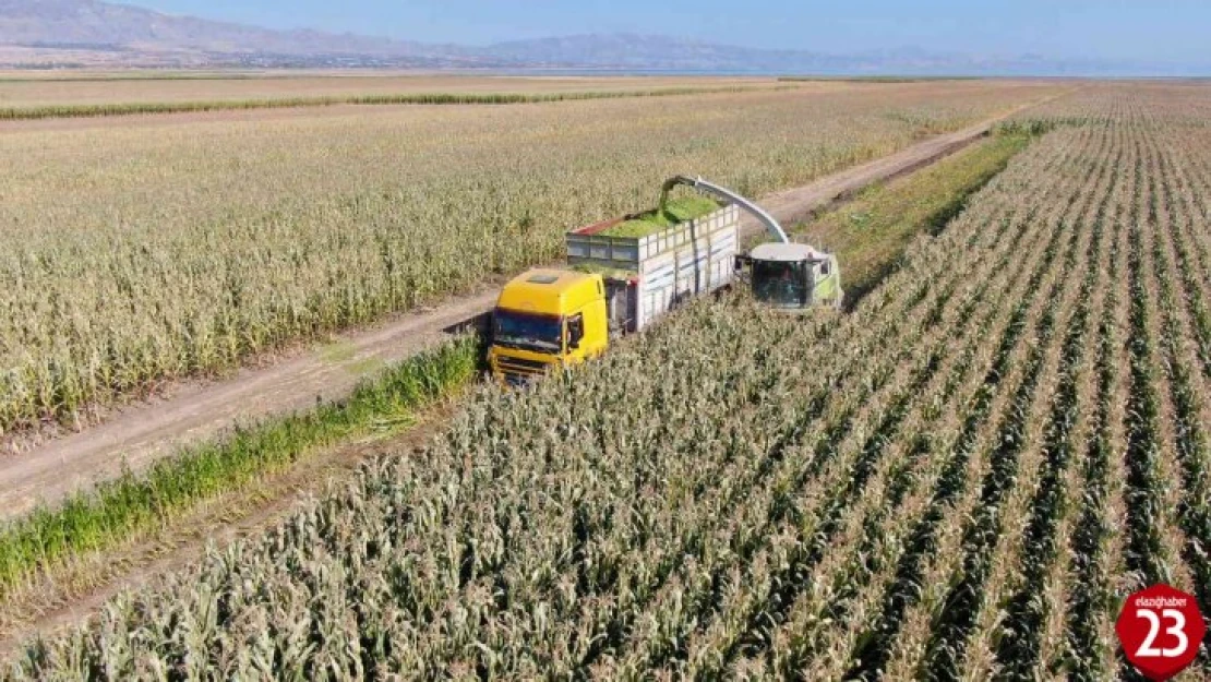 Elazığ'da silajlık mısır hasadı başladı