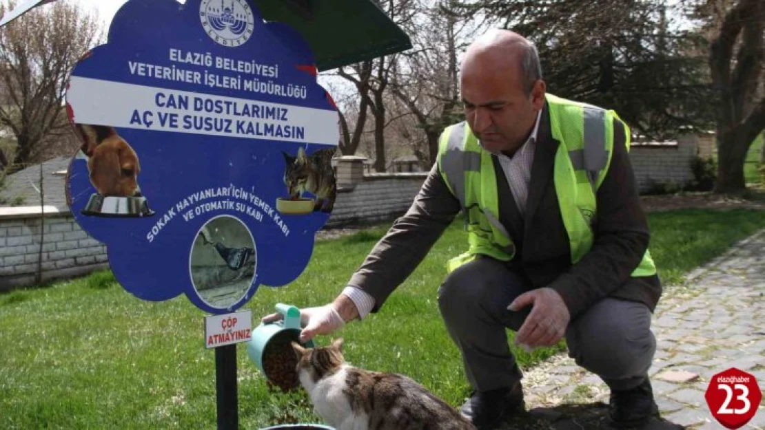 Elazığ'da sokak hayvanları unutulmadı