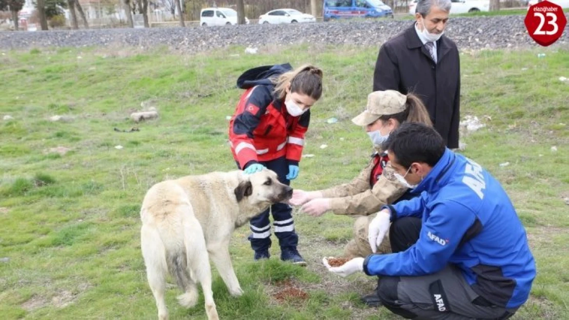 Elazığ'da sokak hayvanları unutulmadı