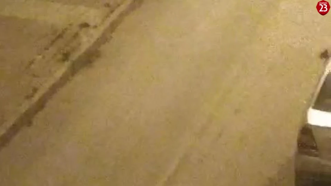 Elazığ'da sokak köpekleri kediyi parçaladı