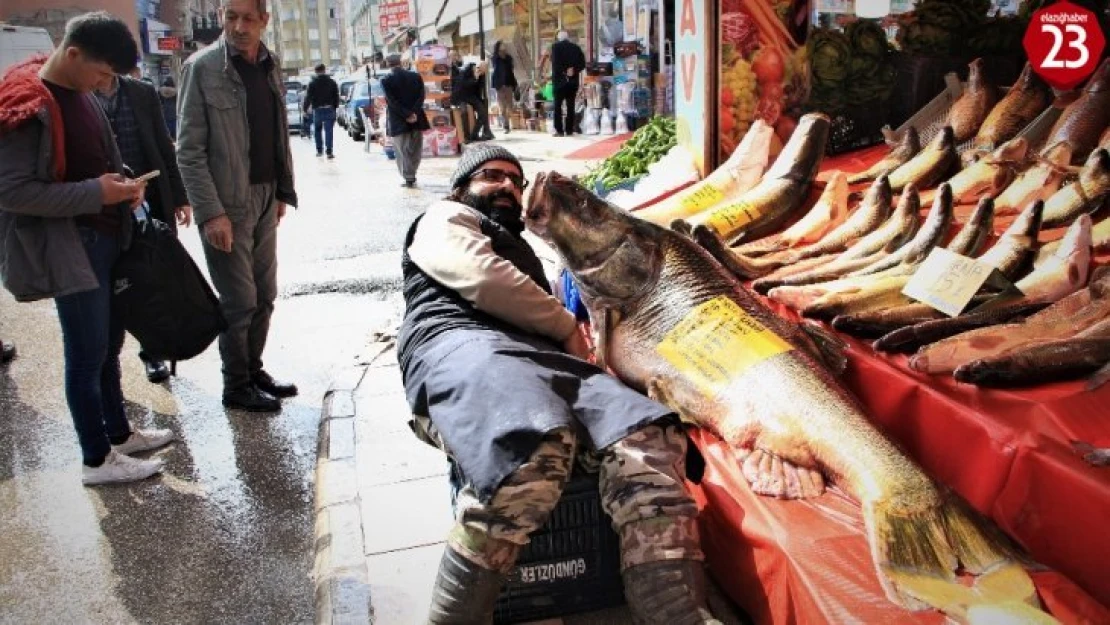 Elazığ'da son yılların en büyük turnası yakalandı, 2 metre, 138 kilo