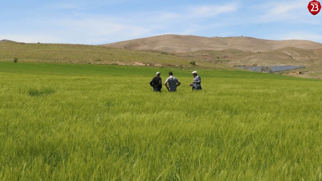 Elazığ'da süne sürvey çalışmaları başladı