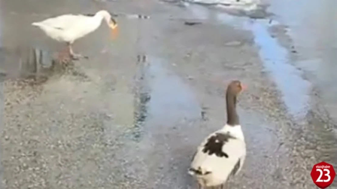 Elazığ'da sürüden ayrılan 2 kaz yolunu şaşırıp trafiğe çıktı
