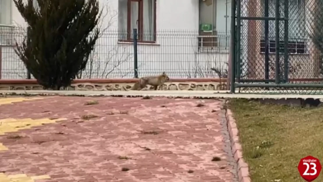 Elazığ'da tilki şehre indi, site bahçesinde gezdi