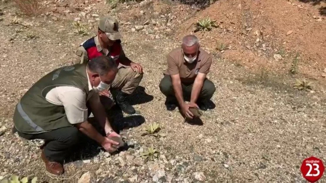 Elazığ'da usulsüz avlanan 1 şahıs yakalandı