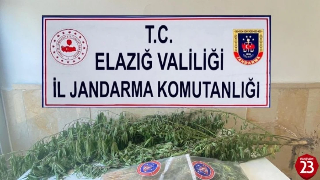 Elazığ'da Varil İçerisine Zulalanmış Kenevir Ele Geçirildi