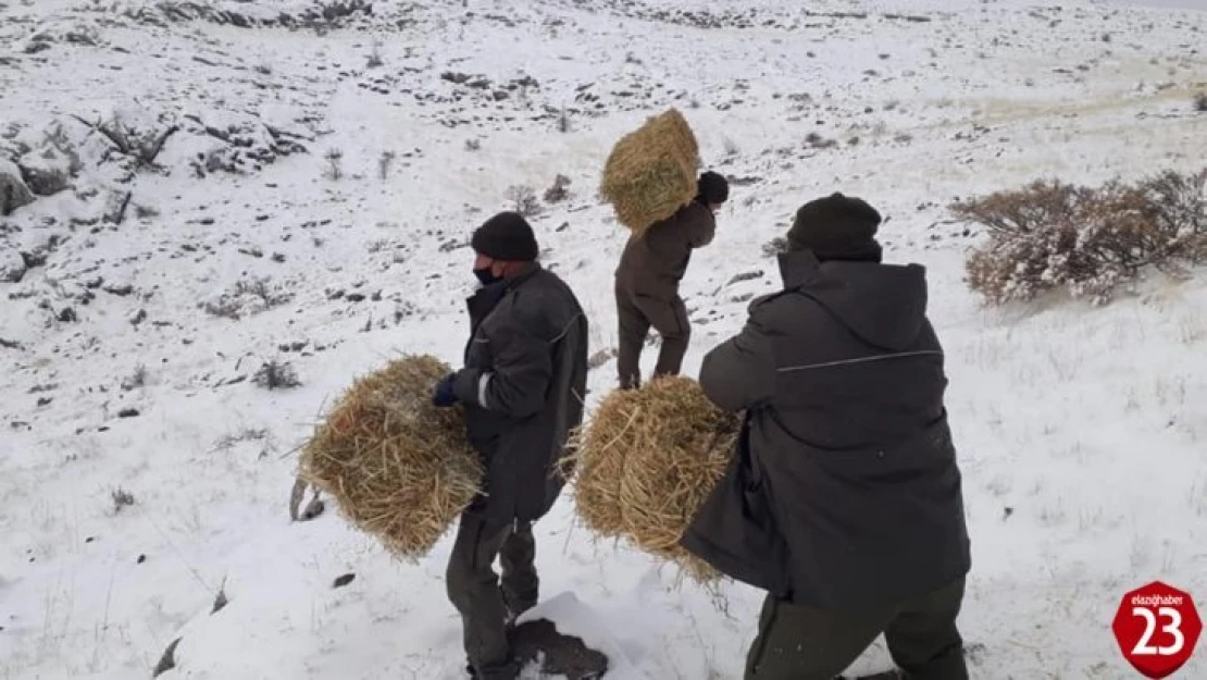 Elazığ'da yaban hayatı için yem desteği sürüyor