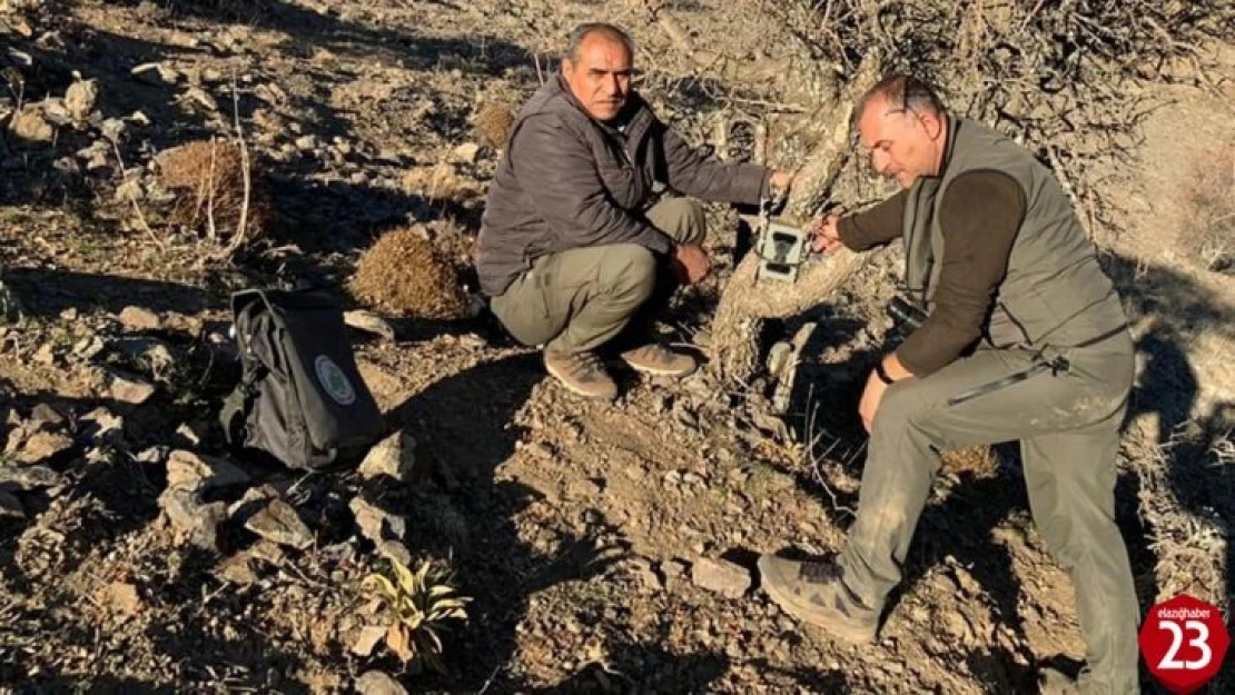 Elazığ'da yaban hayatı ve kaçak avcılar, fotokapanlarla tespit ediliyor