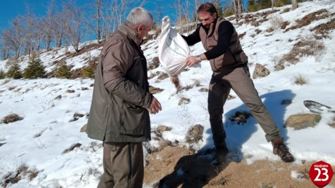 Elazığ'da Yaban Hayvanları İçin Doğaya Yem Bırakıldı