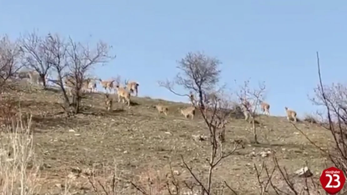 Elazığ'da Yaban Keçi Sürüsü Görüntülendi