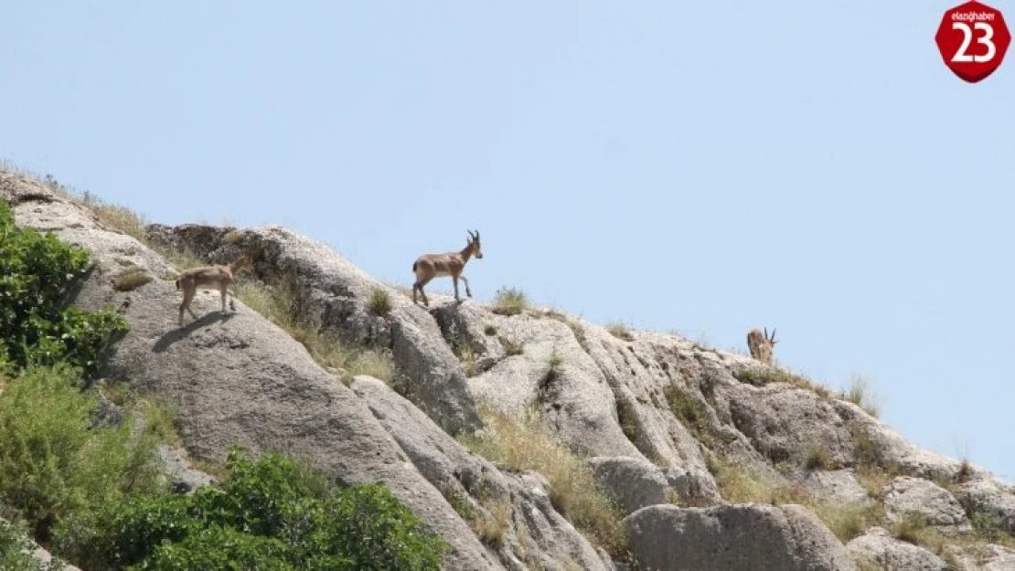 Elazığ'da yaban keçileri, Harput'a kadar indi