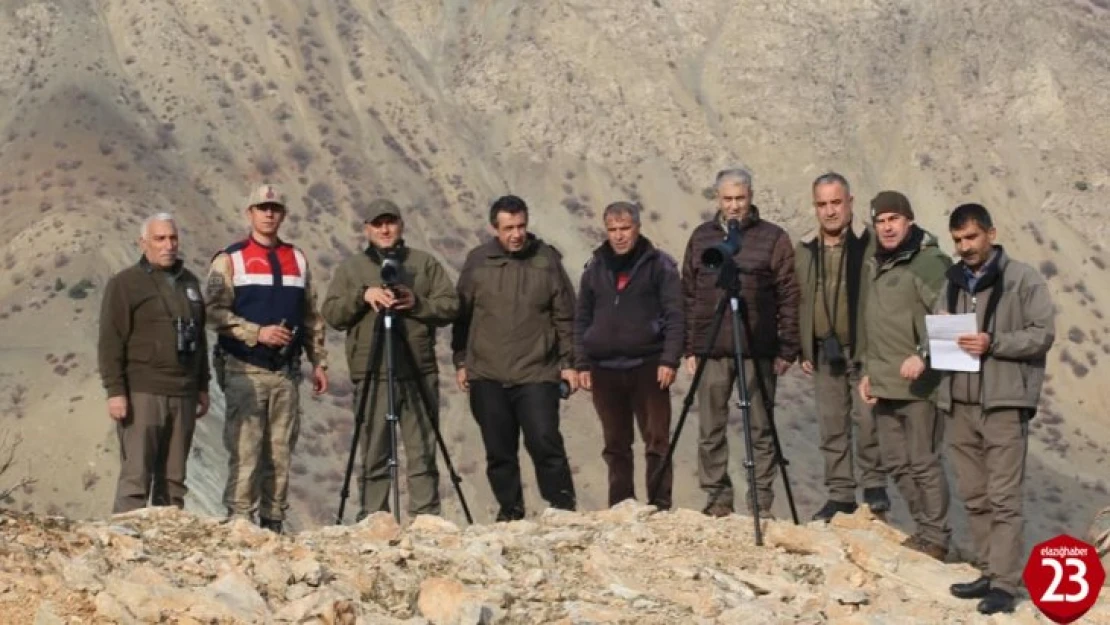 Elazığ'da yaban keçisi envanter çalışması yapıldı