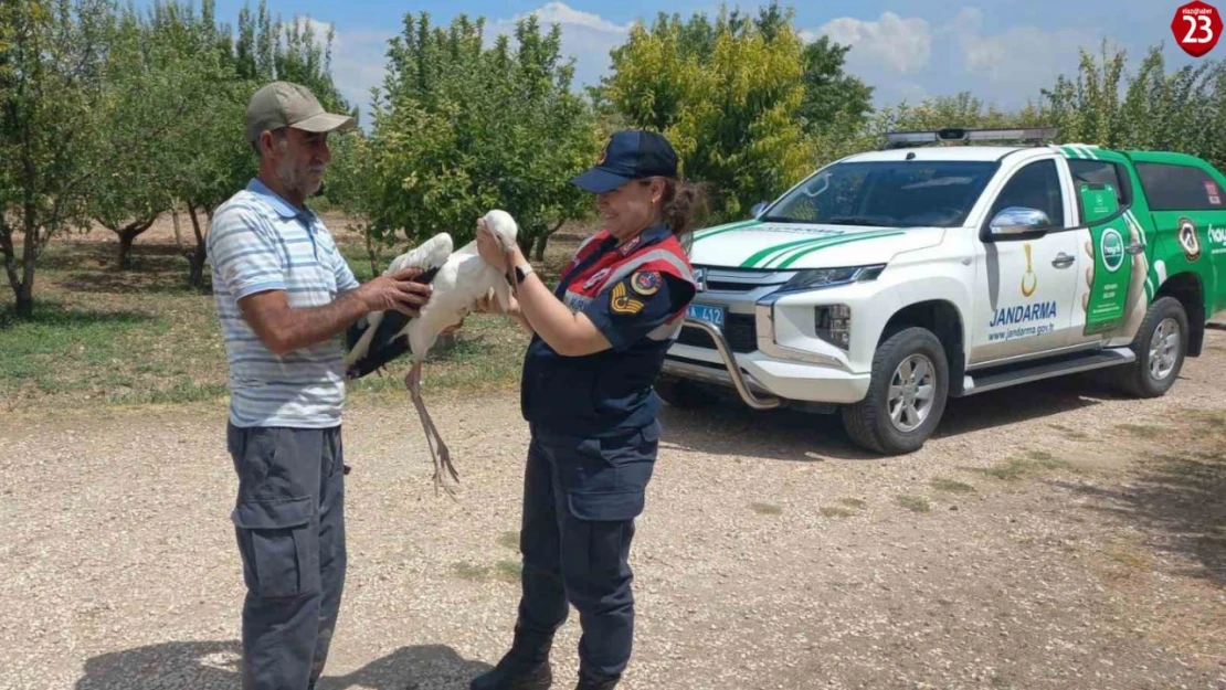 Elazığ'da yaralı leylek, koruma altına alındı