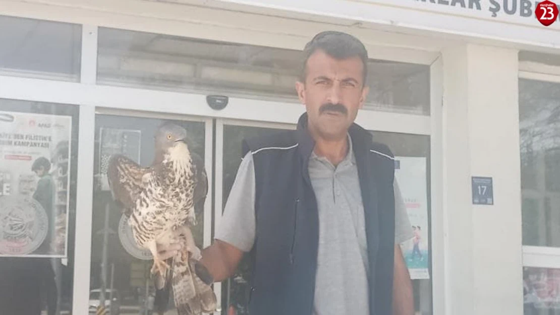 Elazığ'da yaralı şahin tedavi altına alındı