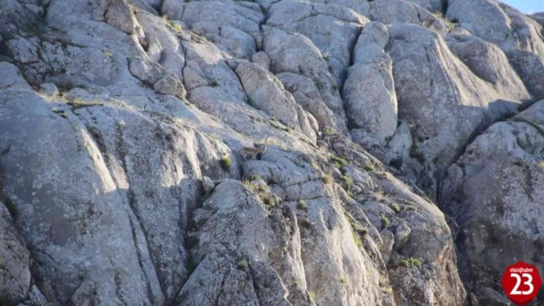 Elazığ Harput'ta Yavru Yaban Keçisi Görüldü