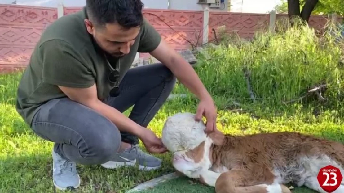 Elazığ'da Yeni Doğan Buzağıyı Görenler Gözlerine İnanamadı