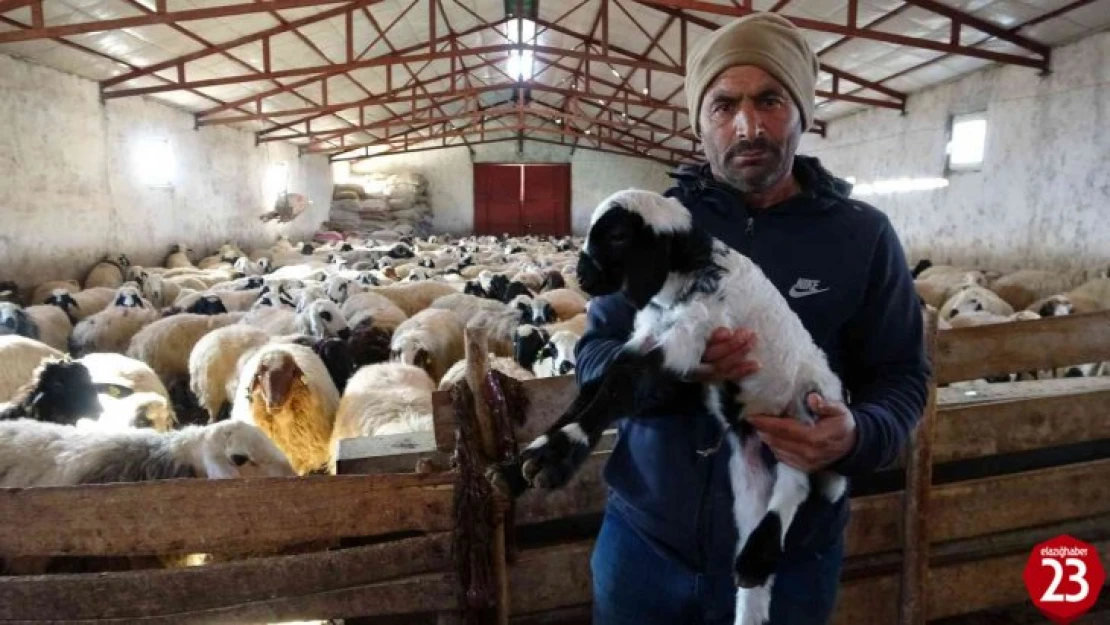 Yeni Yılın İlk Kuzuları Tüm Şirinliği İle Dünyaya Geldi