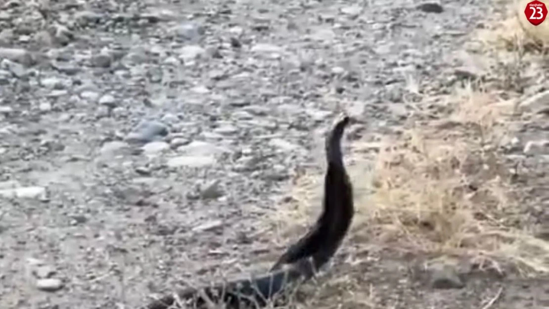 Elazığ'da yılanların çiftleşme dansı kameraya yansıdı