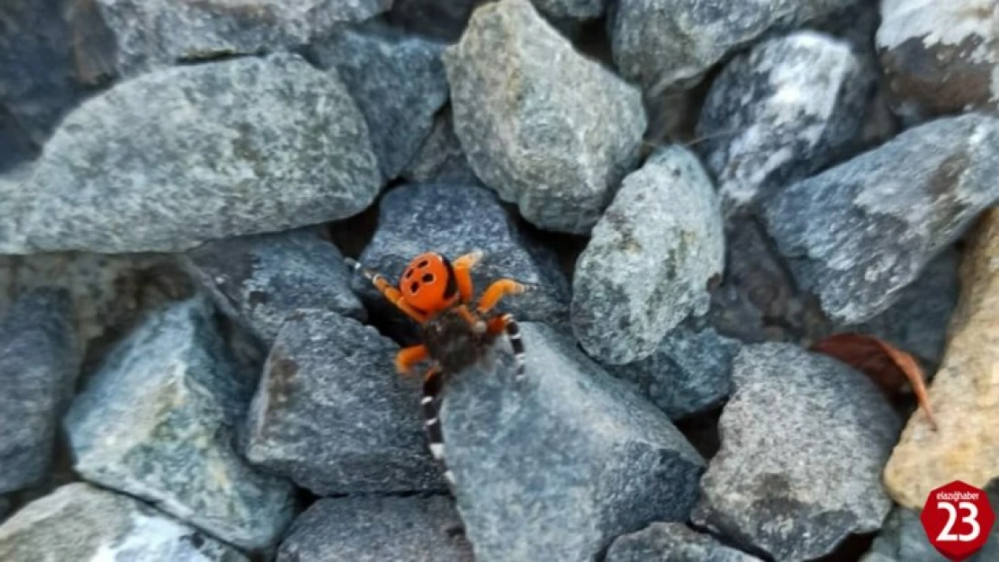 Zehirli Uğur Böceği Şimdi de Maden'de Görüldü