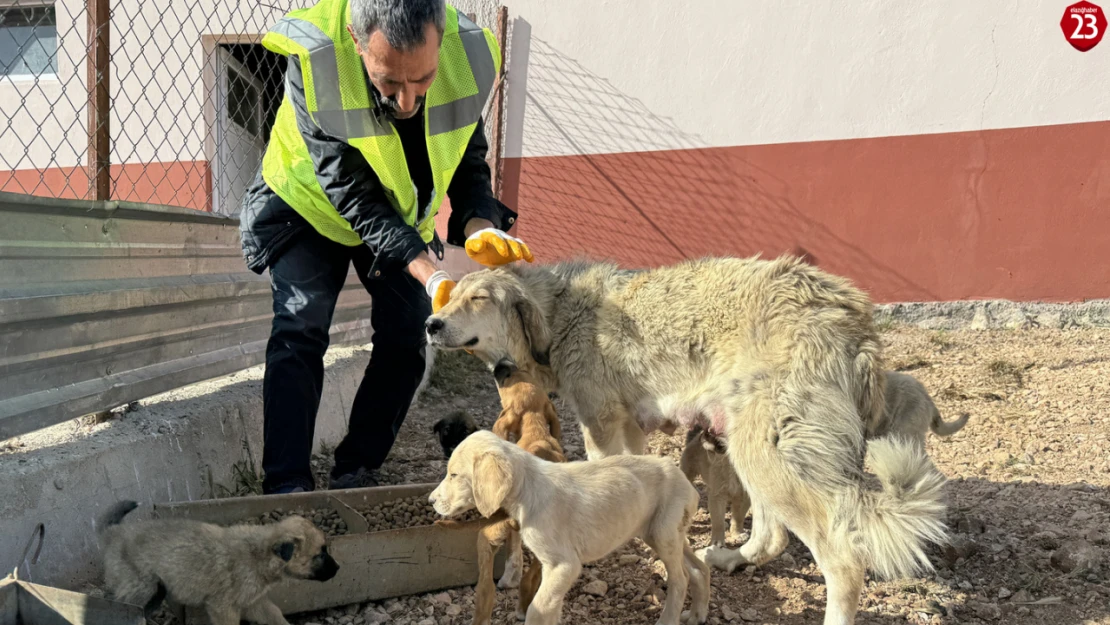 Elazığ'daki bakımevinde 8 yılda 6 bin 18 köpek kısırlaştırıldı