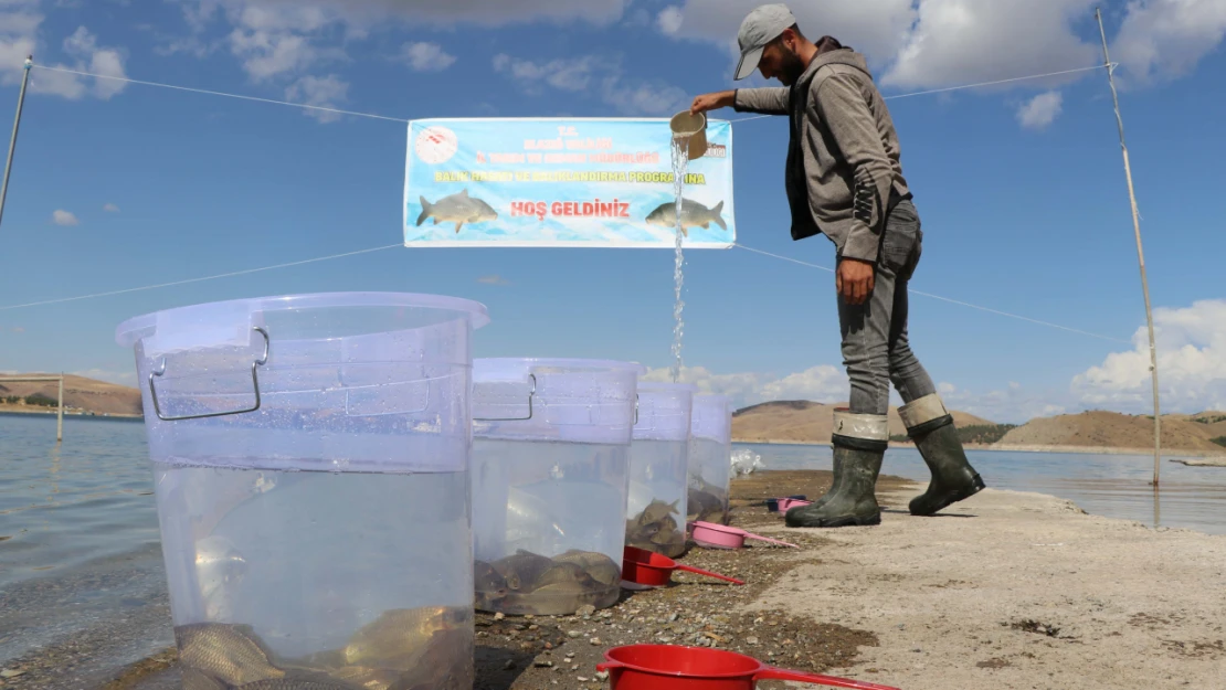 Elazığ'daki Baraj Göllerine 6,5 Milyon Sazan Yavrusu Bırakıldı