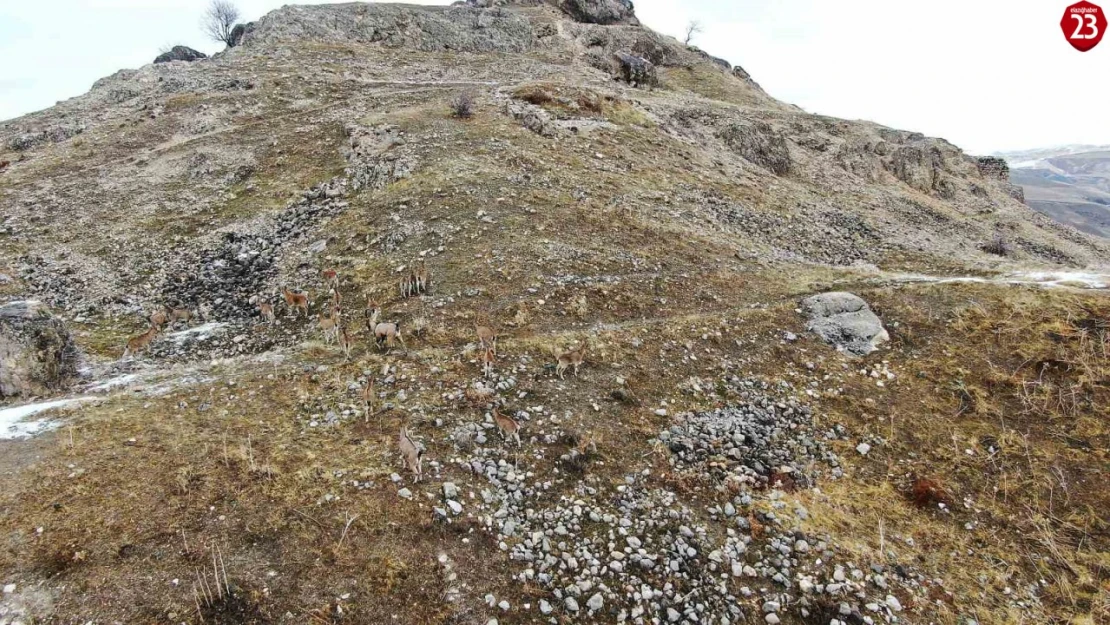 Tarihi Palu Kalesinde Dağ Keçileri Dronla Görüntülendi