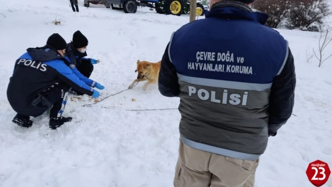 Elazığ HAYDİ ekibi sokak hayvanlarını unutmadı