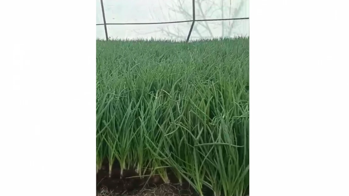 Elazığ'ın Alibey Köyü'nde Yeşil Soğan Hasadı Başladı