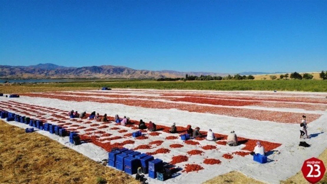 Elazığ'ın domatesi kurutulup dünyaya gönderiliyor